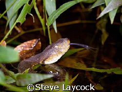 6 foot pit viper takes a swin in a creek in the Amazon Ra... by Steve Laycock 
